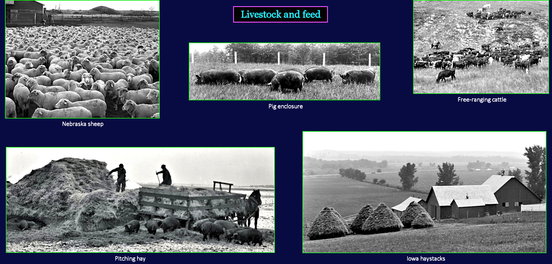 Livestock farming, 1910